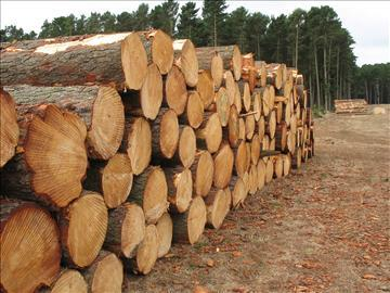 Chir Pine (Cheel Wood)